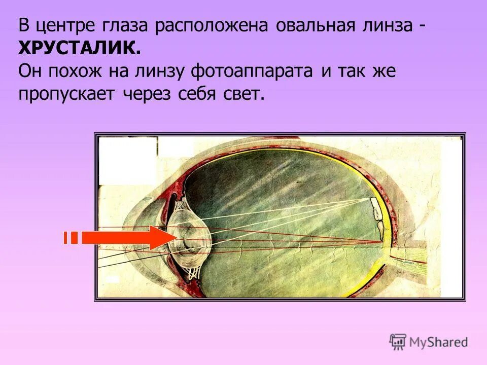 Функция передней камеры глаза