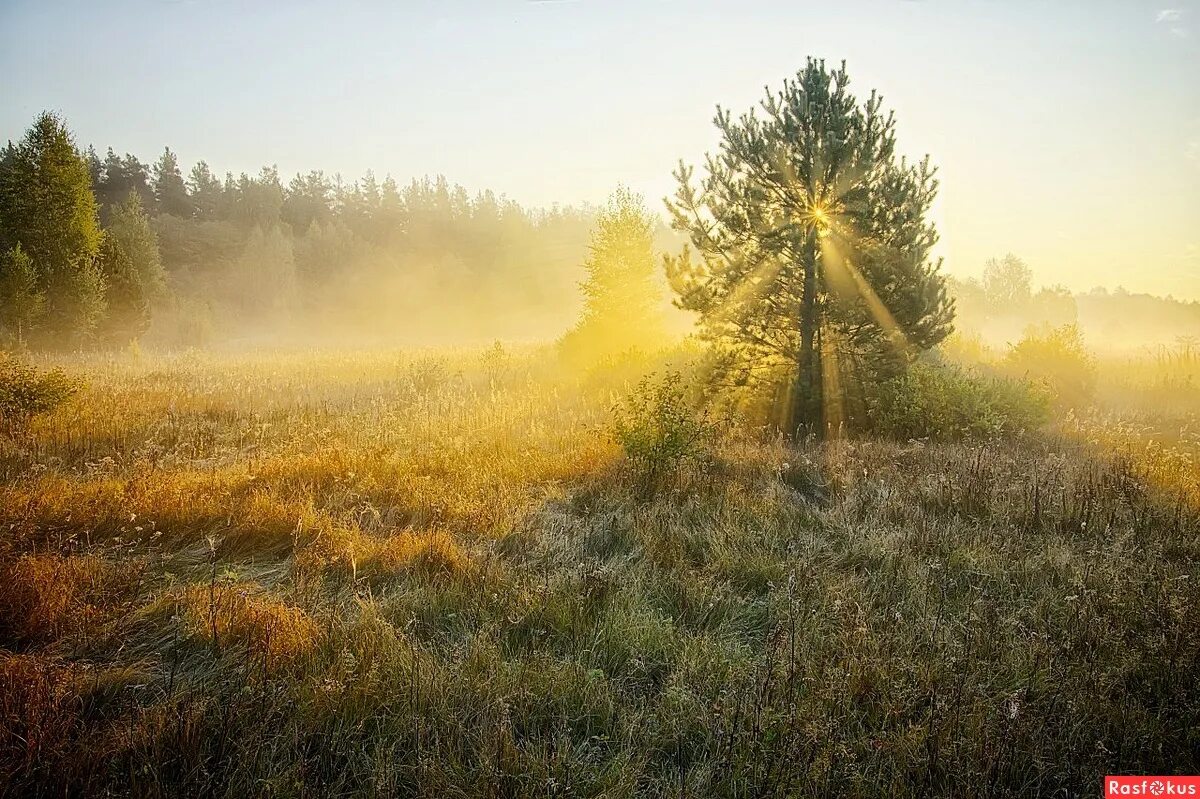 осеннее солнце. лучи солнца. осеннее солнце. осенний фон на рабочий стол. солнечная осень.