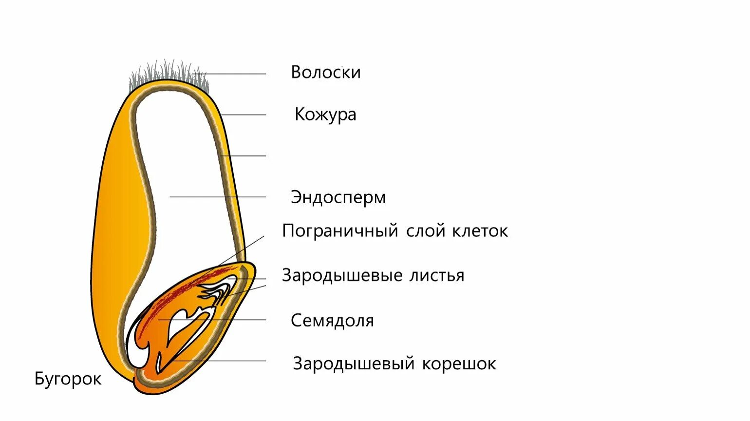 Эндосперм семени ели. Строение семени однодольного растения. Строение однодольного растения пшеница. Строение семян однодольных растений 6 класс. Строение семян однодольных растений Зерновка пшеницы.