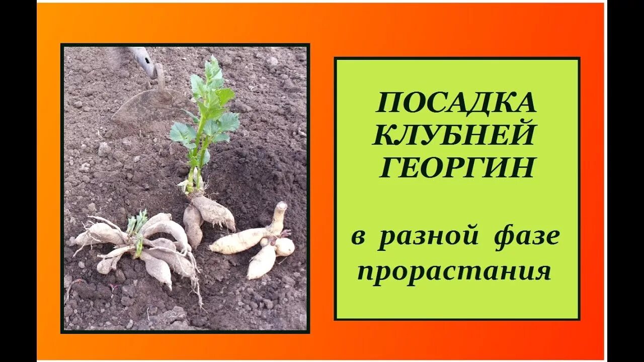 На какую глубину сажать семена георгины. Схема посадки георгинов. посадка георгинов клубнями. георгины схема посадки.