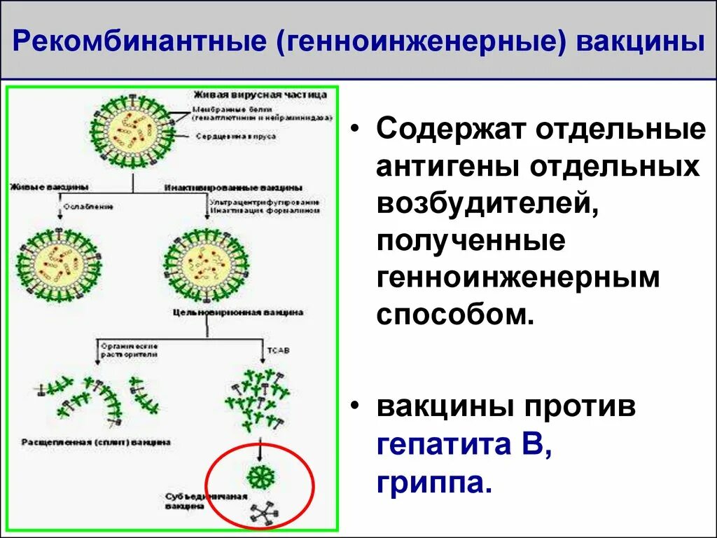 Генная вакцина. Генно-инженерные вакцины примеры. Этапы создания генно-инженерных вакцин. Рекомбинантные белковые вакцины. Схема получения рекомбинантных вакцин.