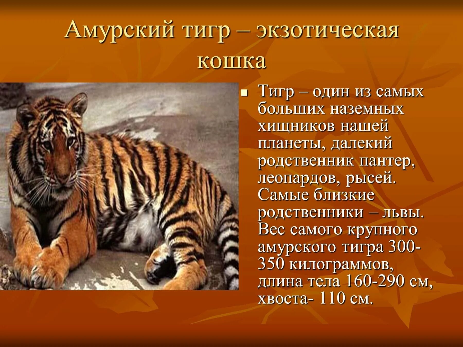 Самый большой рассказ в мире. Рассказ про Амурского тигра. Доклад про Амурского тигра. Описание Амурского тигра. Расказ о омурскам тигром.