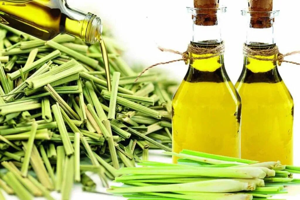 Лимончик дерево. Лемонграсс лимонное сорго. Лемонграсс лимонное сорго. Лимон травы. Лимон каррубаро.