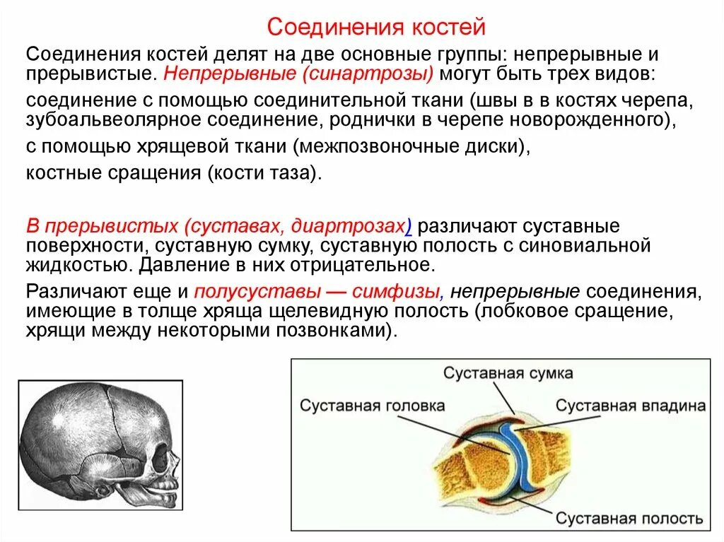 Основные соединения костей. Соединения костей - швы, роднички. Соединения костей непрерывные соединения. Тип соединения костей черепа. Соединения костей черепа таблица синдесмозы.