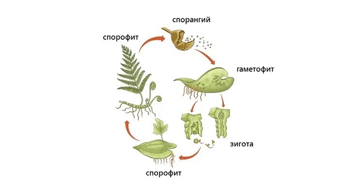 Гаметофит щитовника. Спорофит мха гаметофит мха. Спорангий спорофит различия. Спорофит и гаметофит папоротника. Роль гаметофита