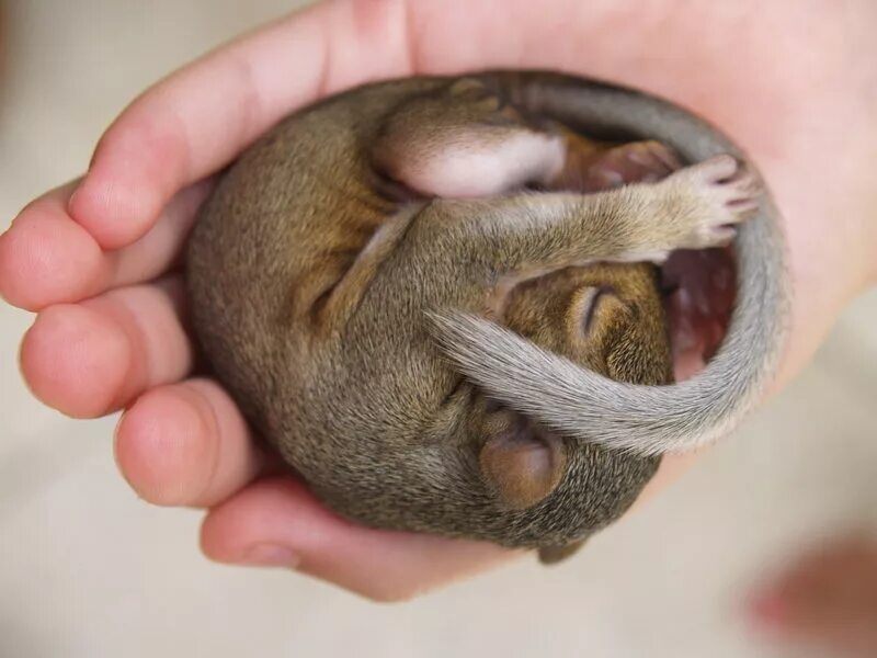 родившийся бельчонок