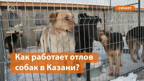 Номер телефона службы отлова собак