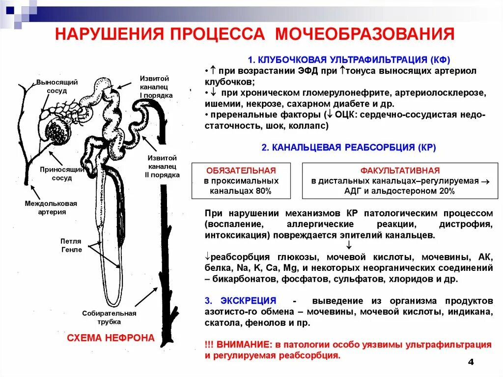 Функции почек основные процессы мочеобразования. Физиология мочеобразования фильтрация реабсорбция. Таблица процесс мочеобразования 1 фаза. Причины нарушения мочеобразования патологии.