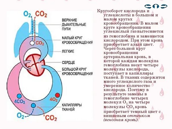 Последовательность этапов движения кислорода