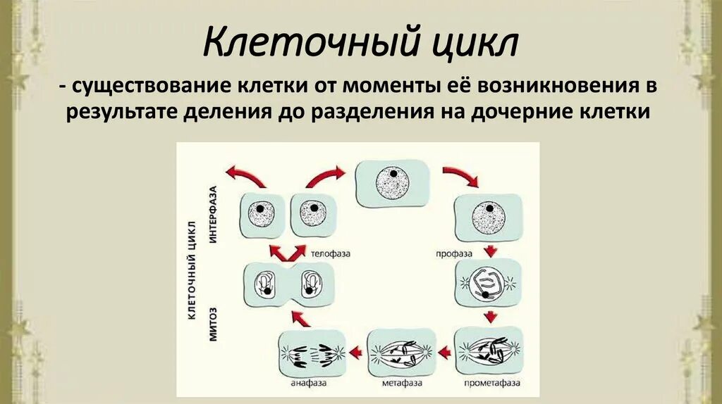 Схема иллюстрирующая биологическое значение митоза. Схема иллюстрирующая биологическое значение митоза