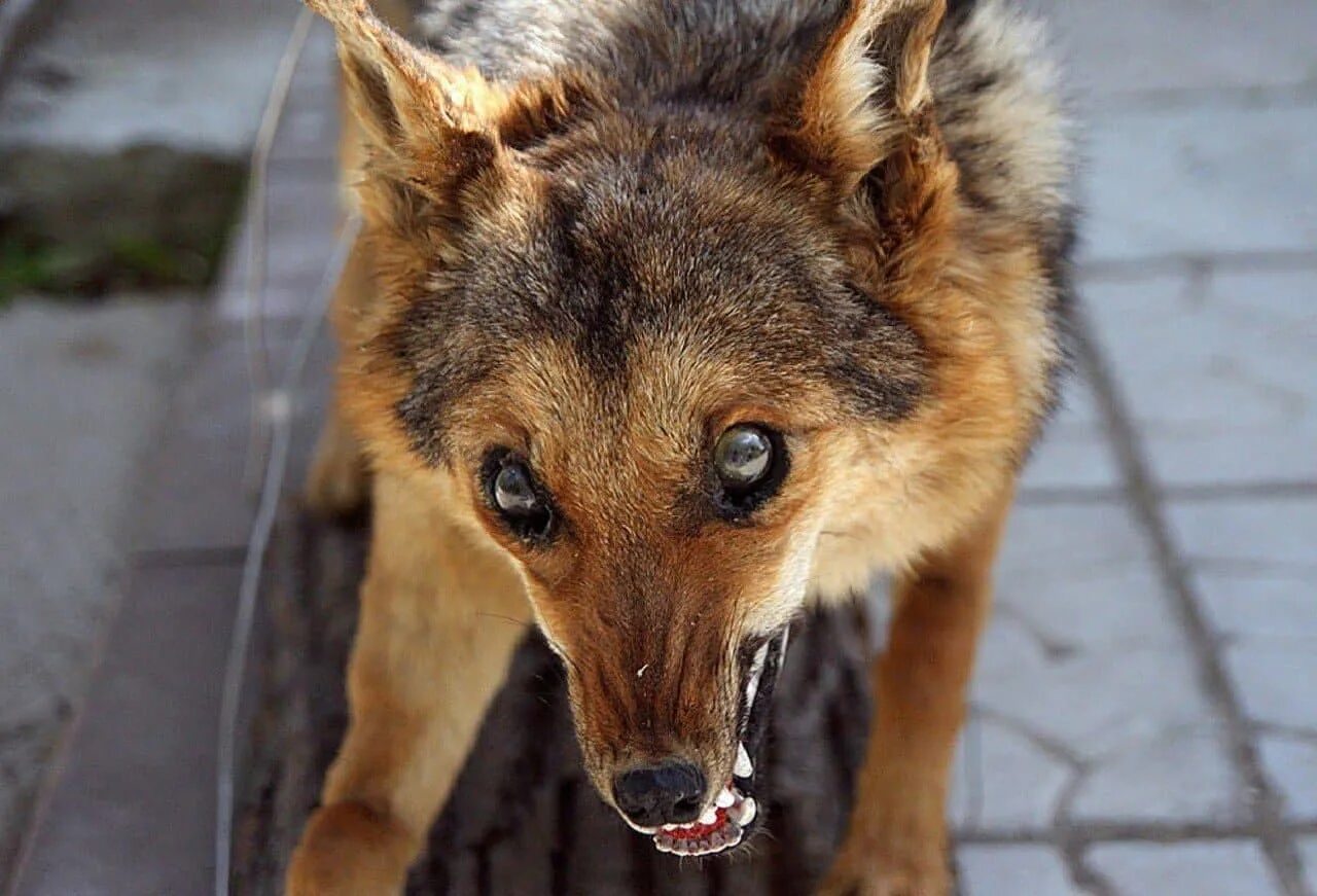 Симптомы бешенства у собак щенят. Профилактика бешенства у людей. Животные при бешенстве. Что делать если собака бешеная. Злая собака.