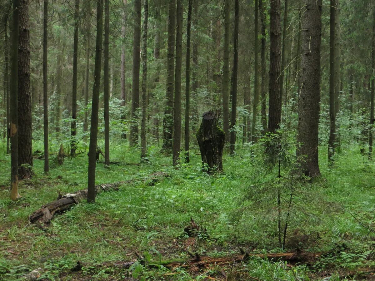Заброшенный медвежий угол. Суровый челябинск. Вездеход на базе газ м20 победа. Найти суровых. Медвежий угол верхняя катавка.