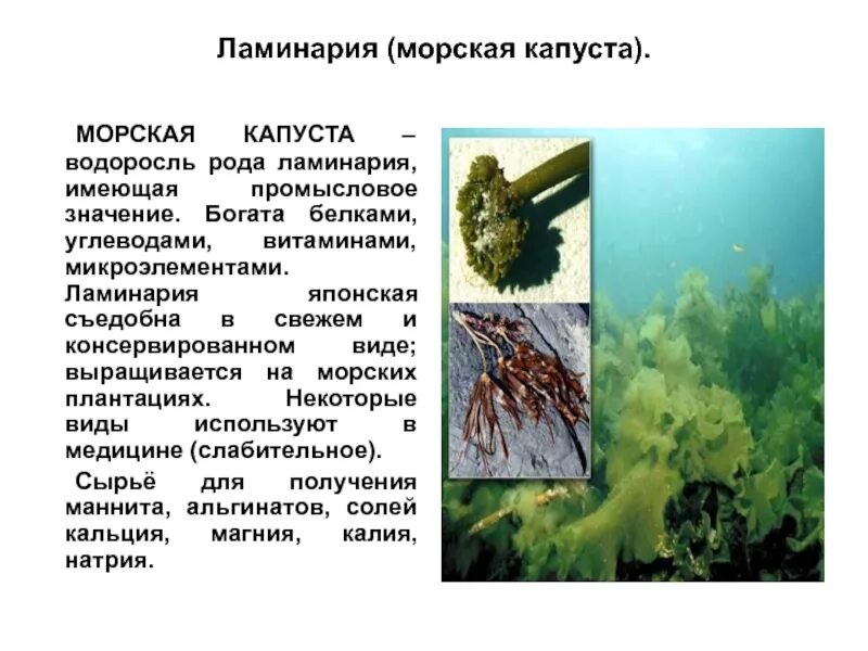 Как используются бурые. Как используются бурые