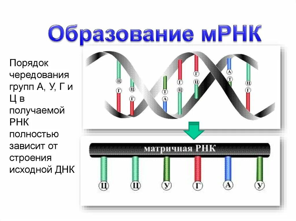 Матричная и транскрибируемая днк. Матричная РНК схема. Матричная РНК строение. Образование и РНК по матрице ДНК. Транскрипция МРНК.