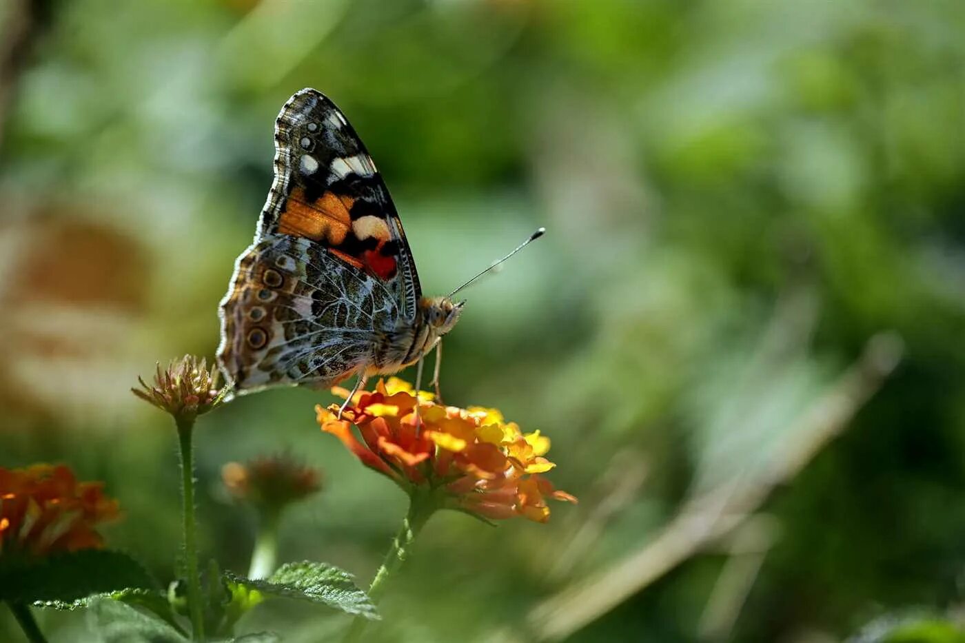 Макросъемка природа. Красивые бабочки. Бабочка на цветке. Бабочки в природе. Красивые цветы с бабочками