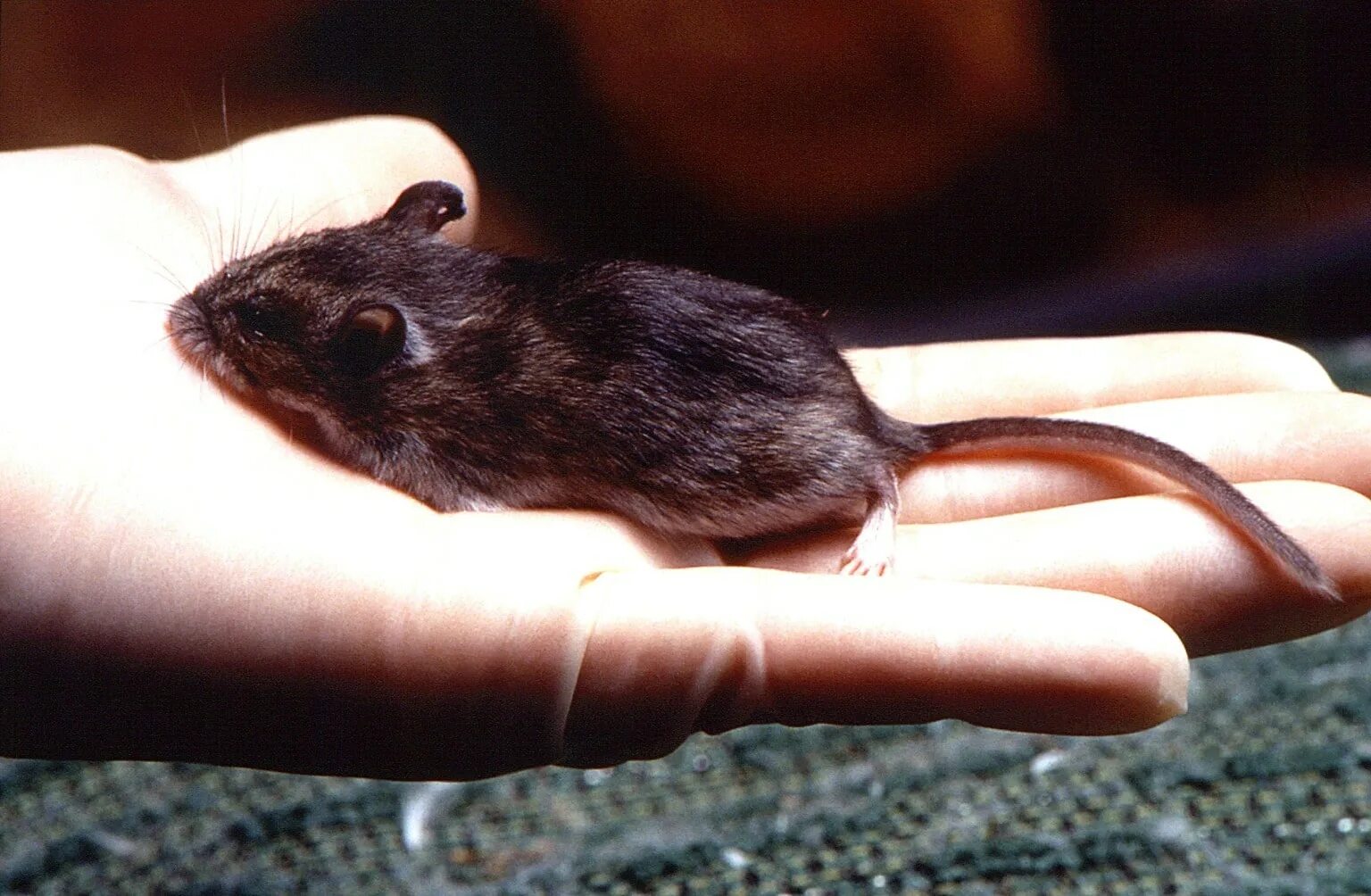 Мышь домовая (mus musculus l.. Черная мышь полевка. Peromyscus maniculatus. Мышь черная домовая.