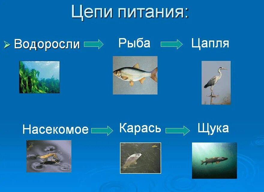 Цепи питания характерные для водоема