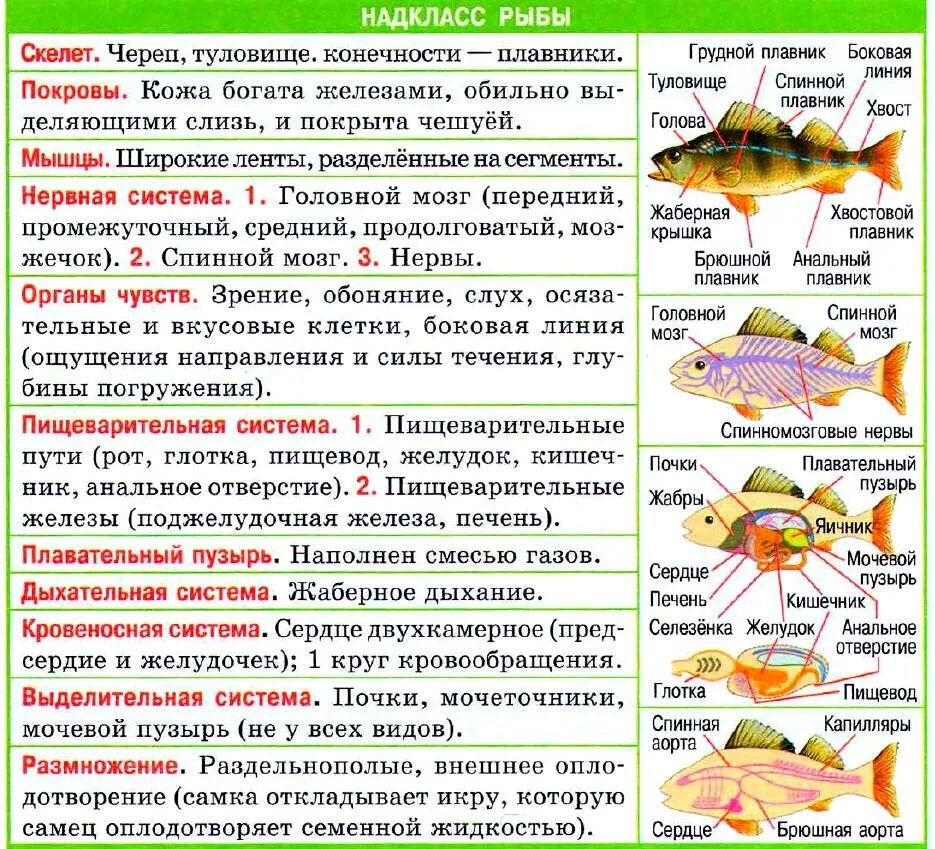 Жизнедеятельность рыб. Общая характеристика рыб 7 класс биология. Внутреннее строение рыб таблица. Внутреннее строение костных рыб таблица. Общая характеристика рыб 7 класс биология таблица.