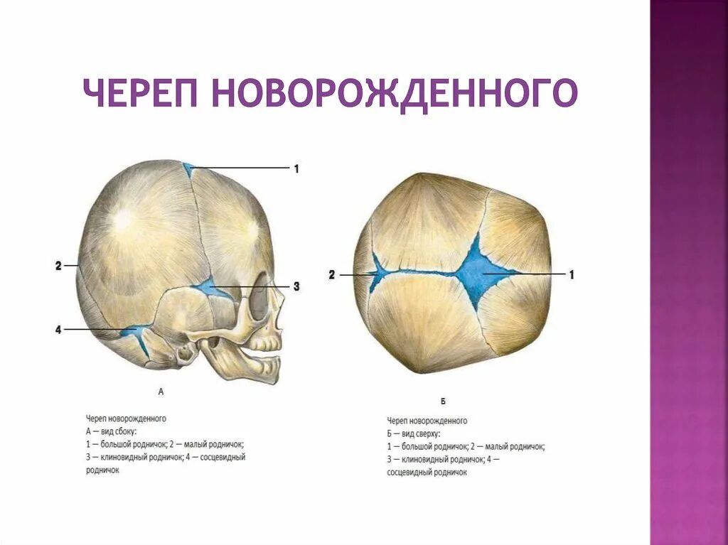 Сколько родничков. Строение черепа новорожденного швы роднички. Роднички новорожденного анатомия черепа. Роднички черепа у новорожденных анатомия. Строение родничков черепа новорожденного.