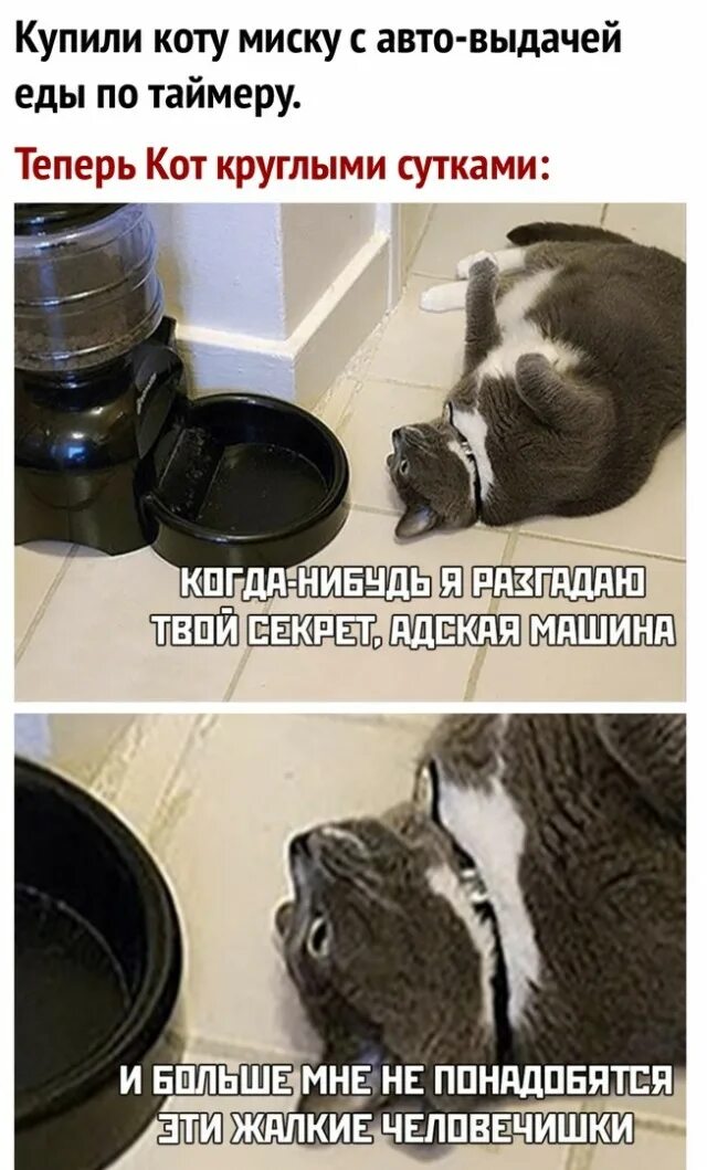 Кот с миской мем кот на бак: 9 тыс изображений найдено в Яндекс.Картинках Кошачий рисунок, Милые