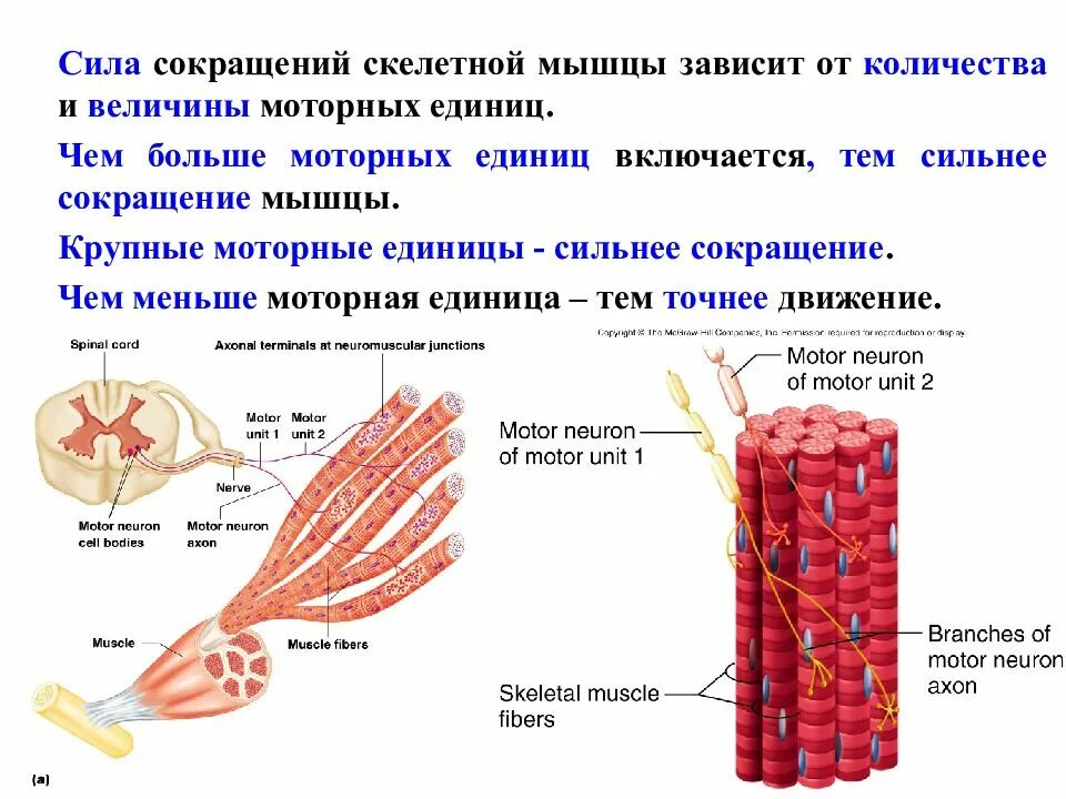 Работа скелетных мышц человека. Структурно-функциональная единица скелетной мышечной ткани. Сила сокращений поперечно полосатых мышц. Сокращение мышц. Сокращение скелетных мышц.