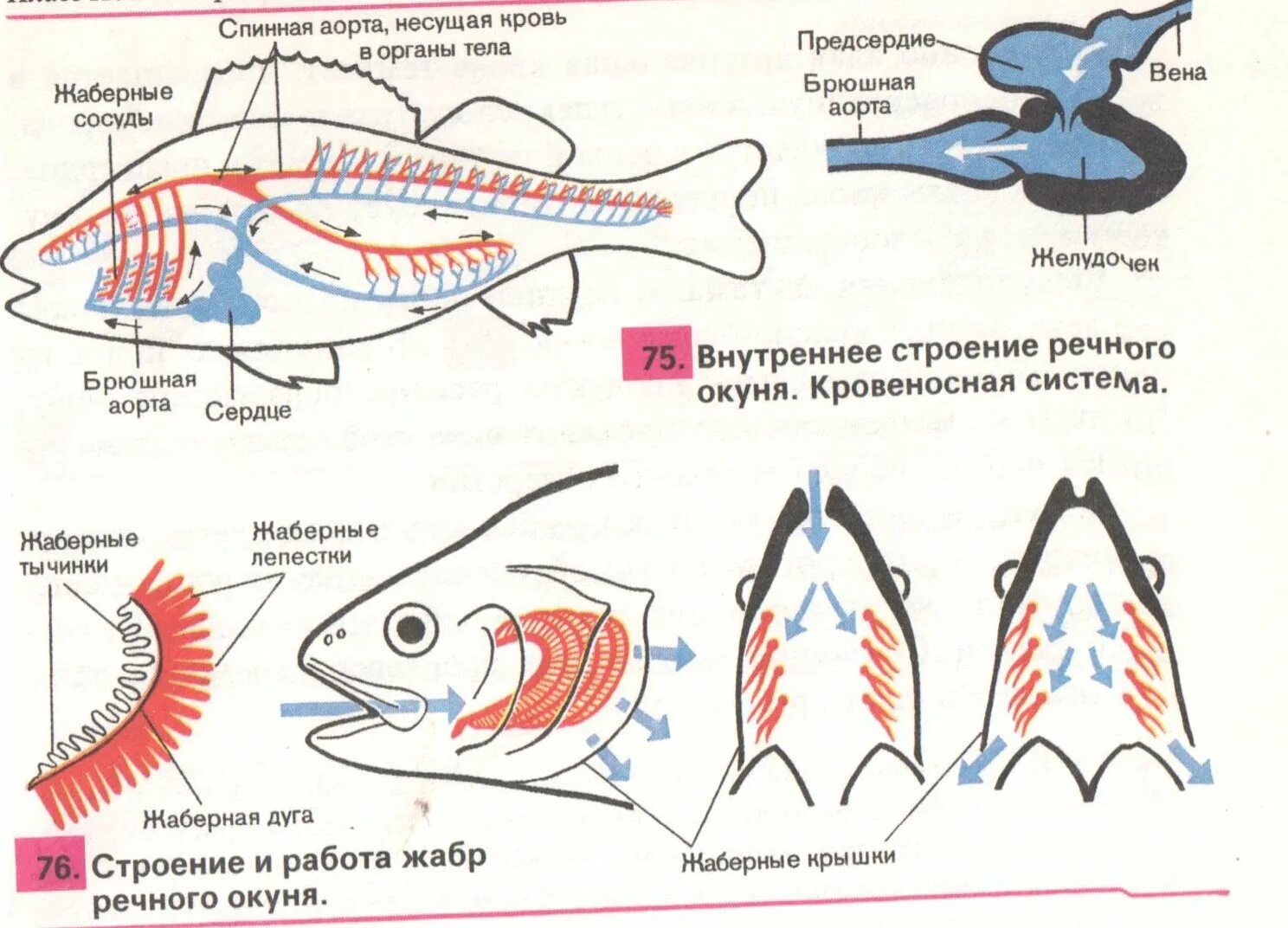 Строение кровеносной системы окуня. Кровеносная система рыб 7 класс. Дыхательная система костных рыб схема. Строение кровеносной системы рыб. Особенности кровообращения рыб