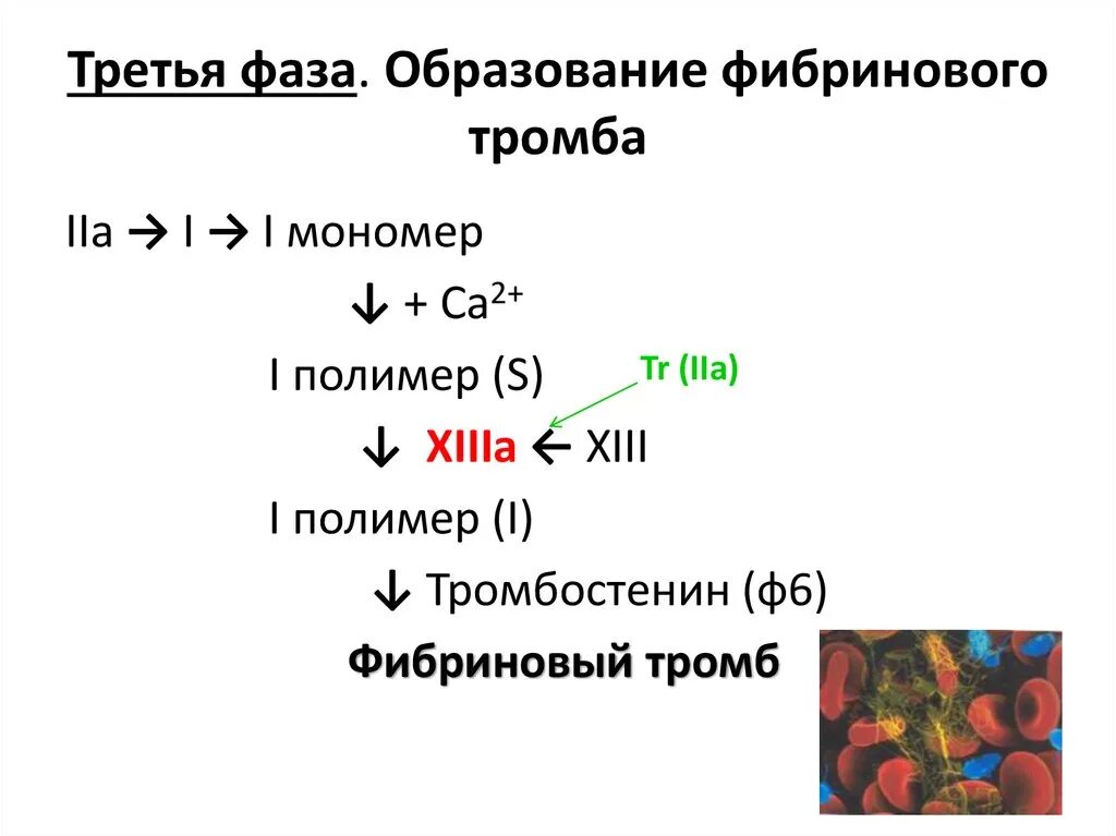 Образование фибринового тромба. Схема образования фибринового тромба. Представьте схему образования фибринового тромба;. Формирование фибринового тромба. Этапы образования фибринового тромба.