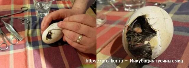 Могут ли быть у цыплят судороги. Инкубация шелковистых кур. На какой день вылупляются цыплята. Как инкубаторскую курицу сделать наседкой. Охрана труда в бассейне.