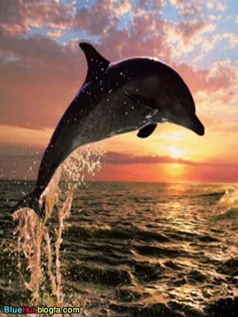 Живое море на телефон. Живые дельфины. Дельфин анимация. Живые дельфины в море. Анимационные дельфины.