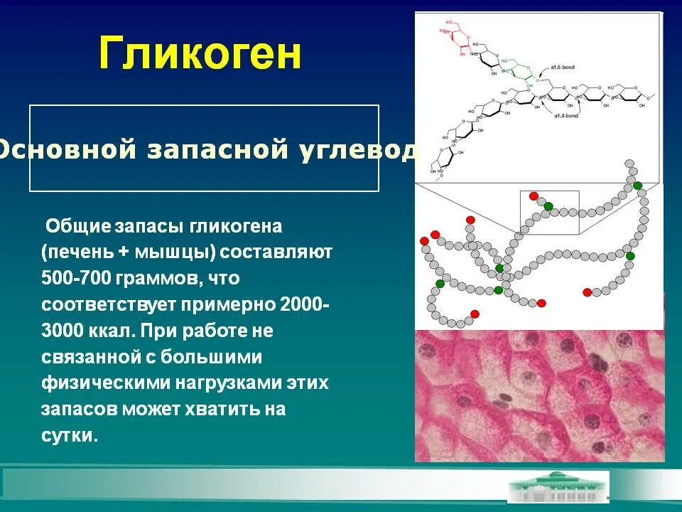 Какой углевод в печени