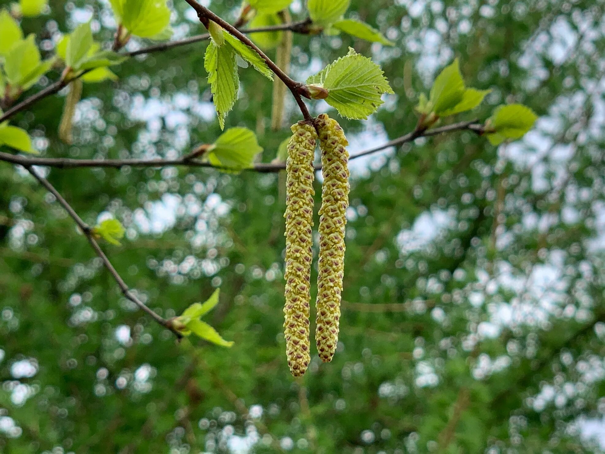 Какие березы весной. Betula ermanii плод. Береза бородавчатая цветение. Березовые бруньки. Поллиноз на березу.