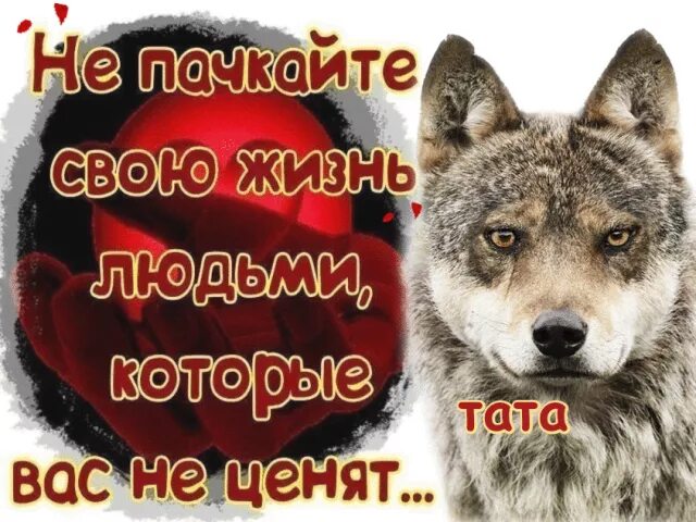 Человека ценят не по годам. Волк и его любимая девочка. Волк и его любимая девушка. Меня не ценят. Добрых не ценят.