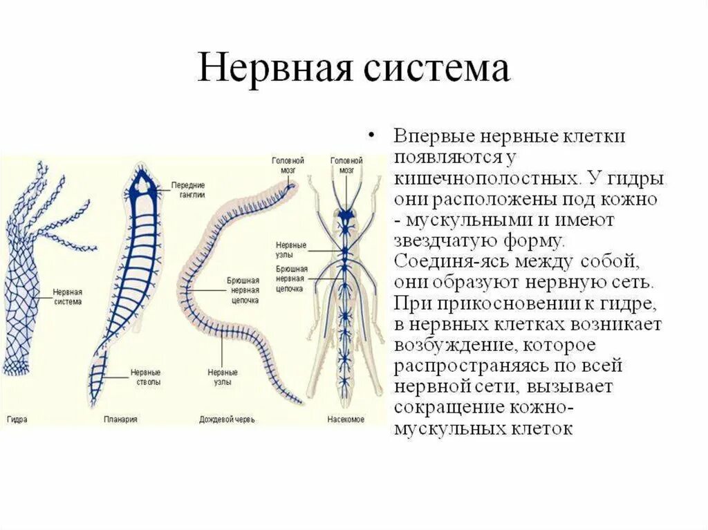 Нервная система кольчатых червей схема. Нервная система кольчатых червей представлена. Нервная система кольчатых червей какого типа. Схема строения нервной системы кольчатого червя. Диффузно разбросанная нервная система