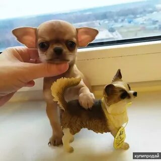 Чихуахуа москва