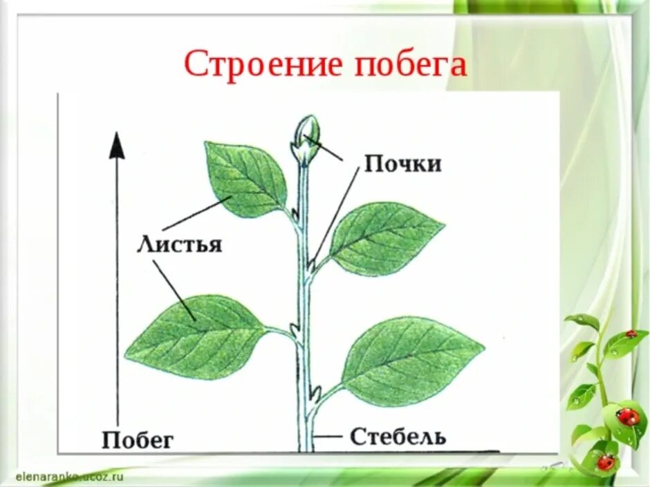 Строение побега. Схема строения побега. Внешнее строение побега. Схема строения побега нарисовать.