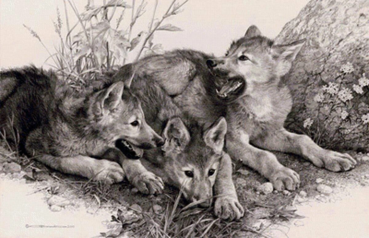 волчица с волчатами рисунок. три волка эскиз. тату семья волков волк волчица и волчонок. тату два волка. рисунки волков карандашом.