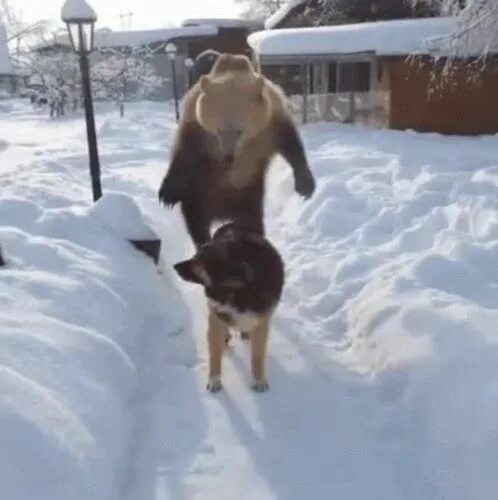 Димон ваще пахую. Димон пахую мем. Видео я уже свое отбоялся. Видео я уже свое отбоялся. Я своё отбоялся отплакался зебра.