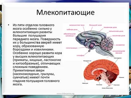 Укажите отделы