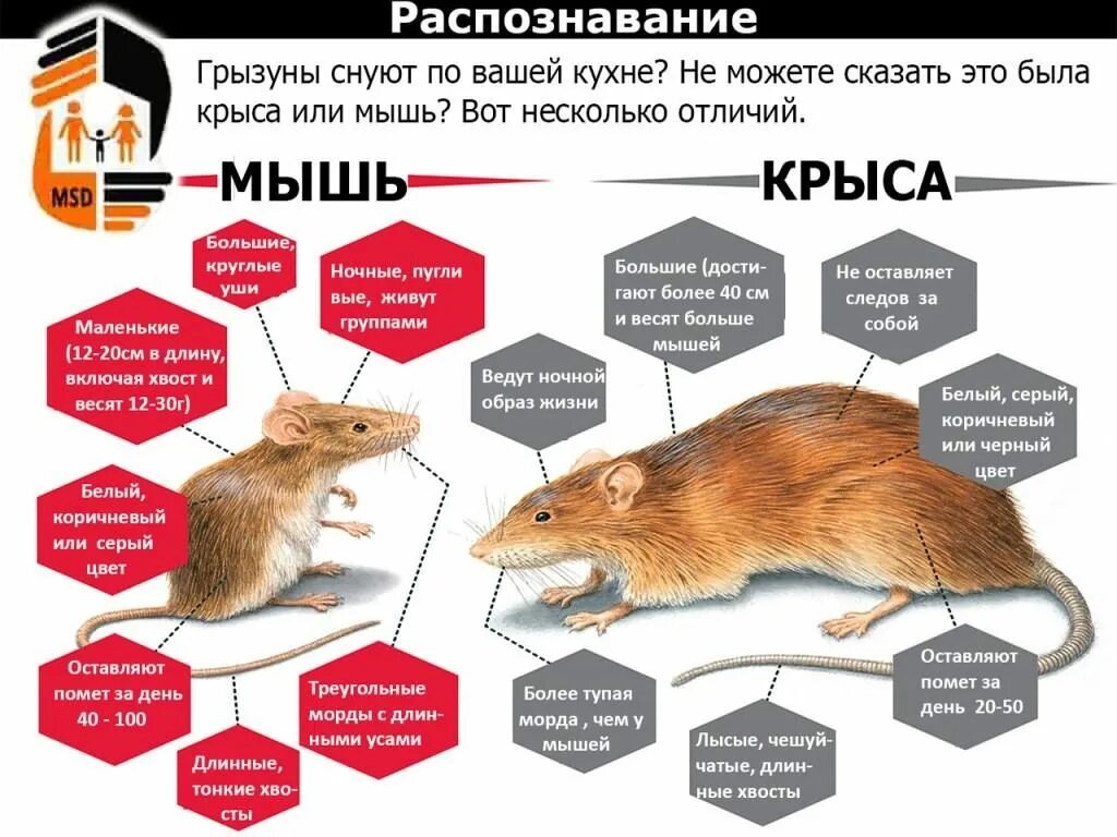 К чему снятся крысы мыши мужчине