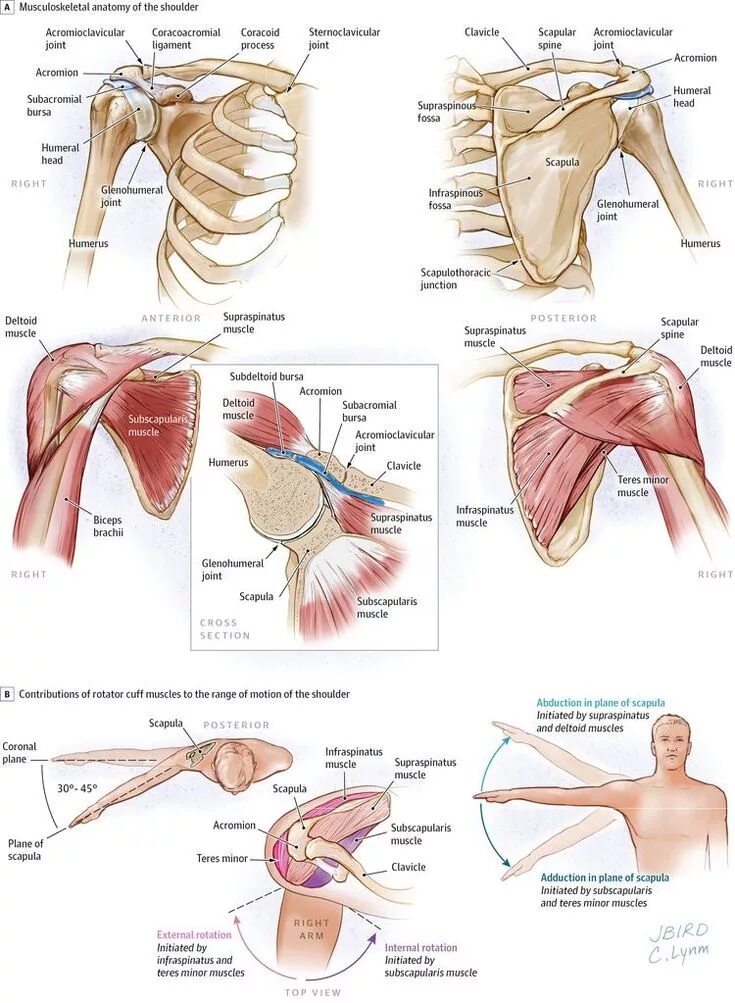 Анатомия плечевого сустава. Мышцы плечевого сустава человека анатомия. Мышцы плечелопаточного сустава. Суставы плечевого пояса анатомия. Мышцы фиксирующие плечевой сустав.