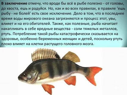 Чем полезна рыба