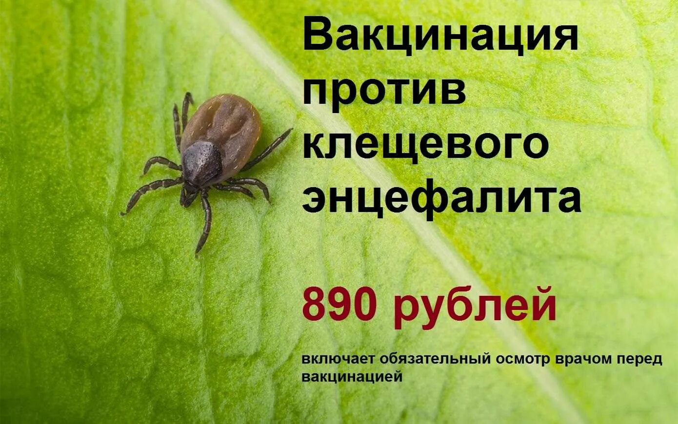 Где поставить прививку от клеща в екатеринбурге. Клещевойщевой энцефалит. Клещевой вирусный энцефалит. Вакцинируйтесь клещевой энцефалит.