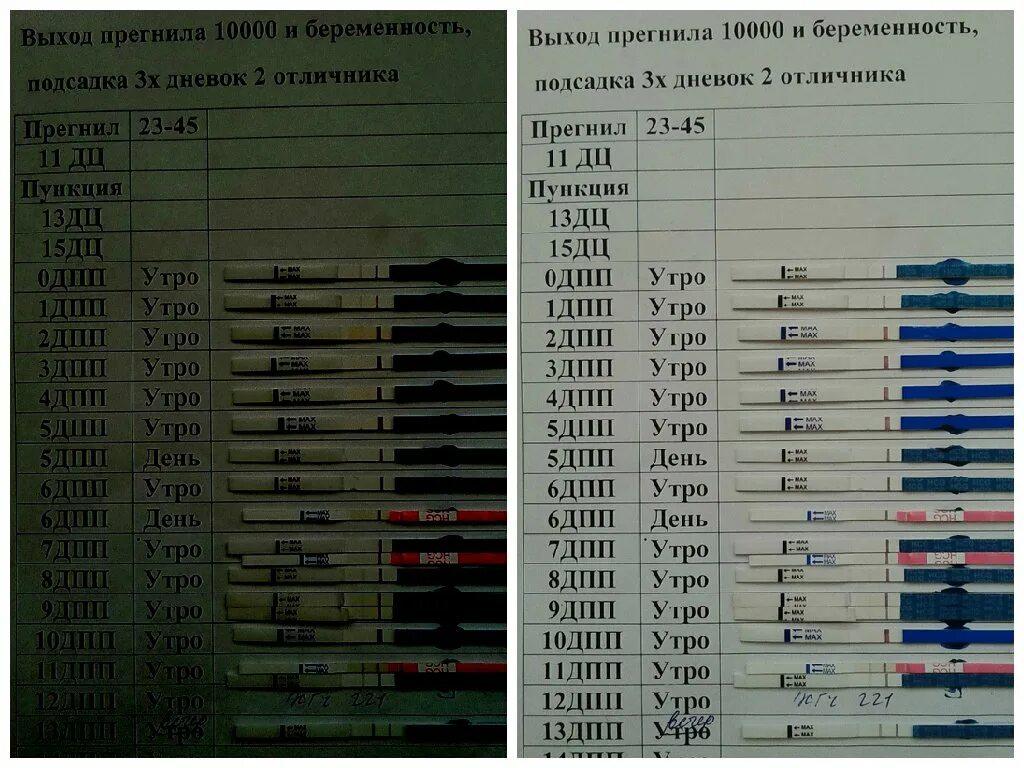 Форумы после эко. Тесты на беременность после переноса эмбрионов 5. Тесты ХГЧ после переноса 5. Тесты на 8 день после переноса эмбрионов 5. Тест на беременность после подсадки 5 дневок.