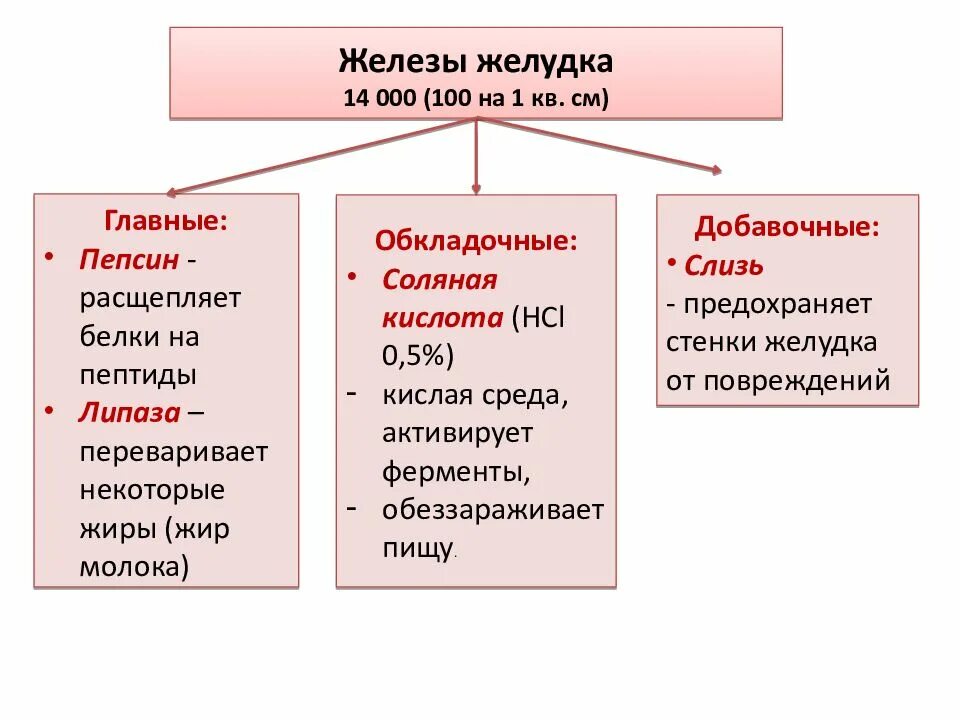 Пепсин амилаза соляная кислота слизь. Главные железы желудка. Добавочные железы желудка. Железы главные обкладочные добавочные. Железа в главные добавочные.