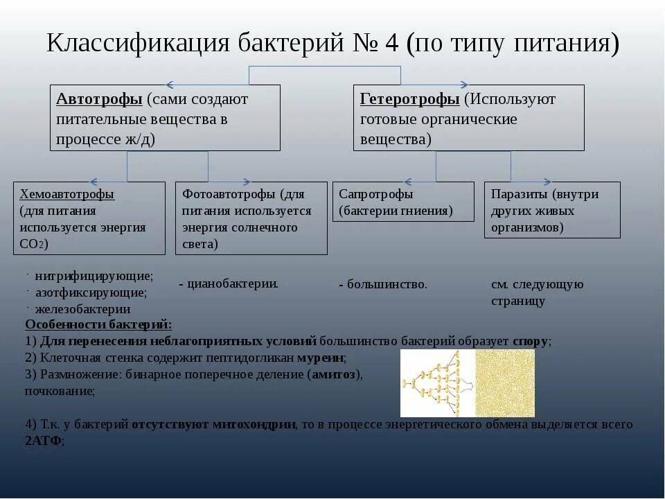 Среда второй группы. Классификация бактерий по питанию. Классификация бактерий по типу питания. Классификация бактерий по типу. Классификация микроорганизмов по типу.