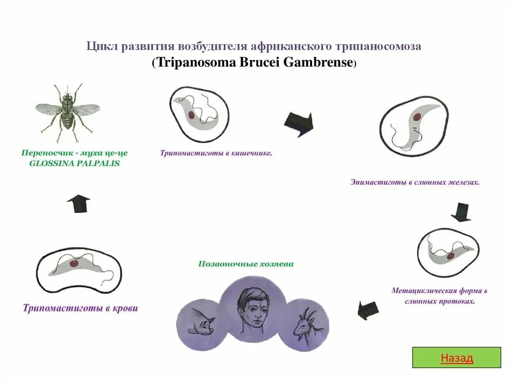 Жизненный цикл возбудителя. Цикл развития африканского трипаносомоза. Африканский трипаносомоз стадии развития. Цикл развития возбудителя африканского трипаносомоза. Цикл развития трипаносомы африканской.