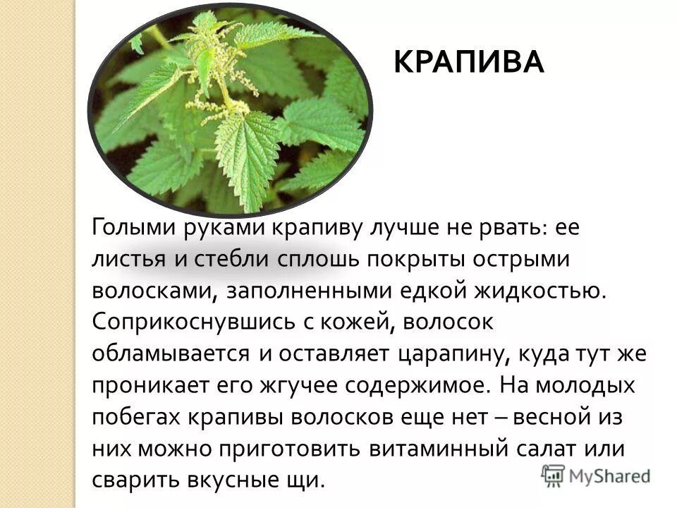 Крапива запятая