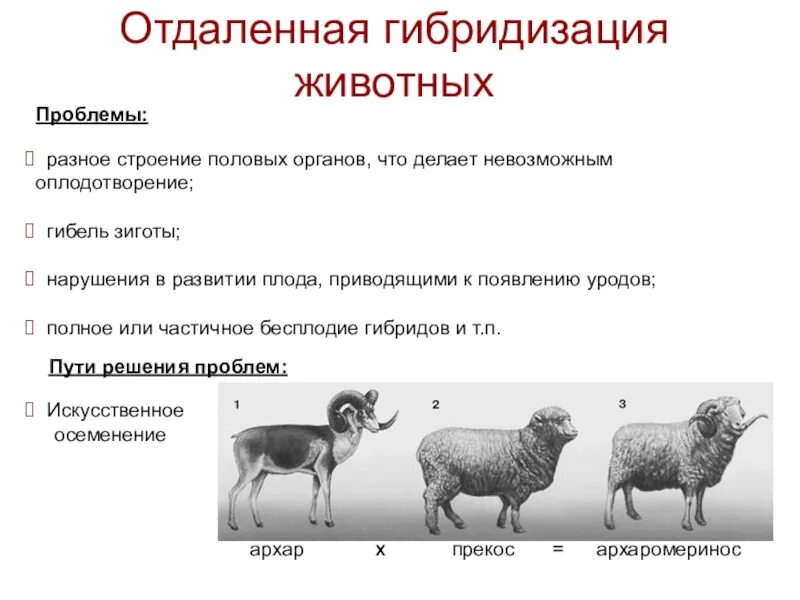 Отдалённая гибридизация животных. Отдалённая гибридизация в селекции животных. Примеры гибридизации в селекции животных. Межвидовая гибридизация в селекции животных. Близкородственное скрещивание получение чистых линий скрещивание