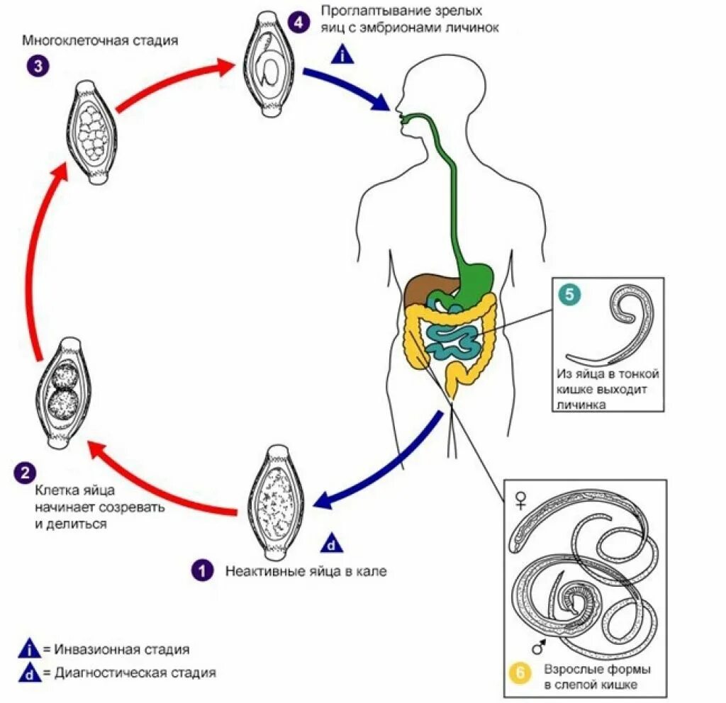 Аскаридоз патогенез инфекционные болезни. Схема жизненного цикла аскариды (ascaris lumbricoides). Жизненный цикл острицы схема. Аскаридоз инвазионная стадия. Трихостронгилиды строение.