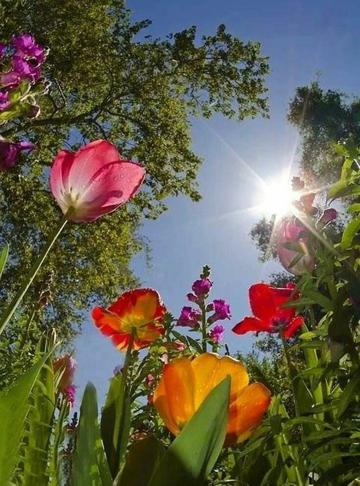 Доброе утро цветы солнце. Цветы и солнце. Летние цветы. Природа цветы солнце. Чудесные цветы.